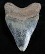 Multi-Colored, Serrated Megalodon Tooth - #3703-2